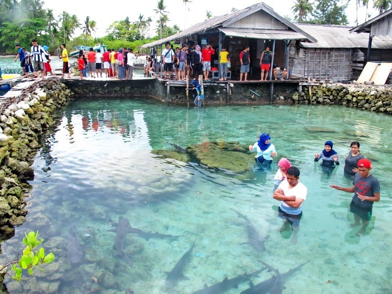 foto Penangkaran Hiu